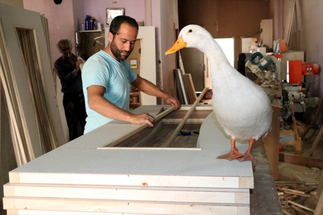 Mobilya ustası ile "Boncuk" birbirlerinden ayrılamıyor